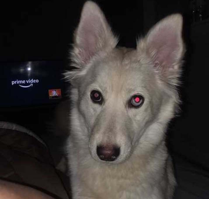 Photo of pearl and sabel