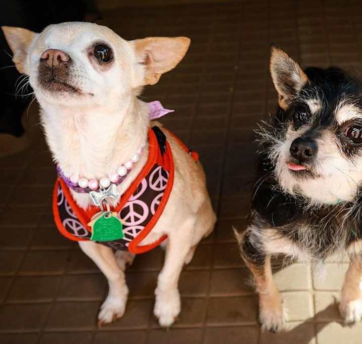 Photo of Girlie and Meg