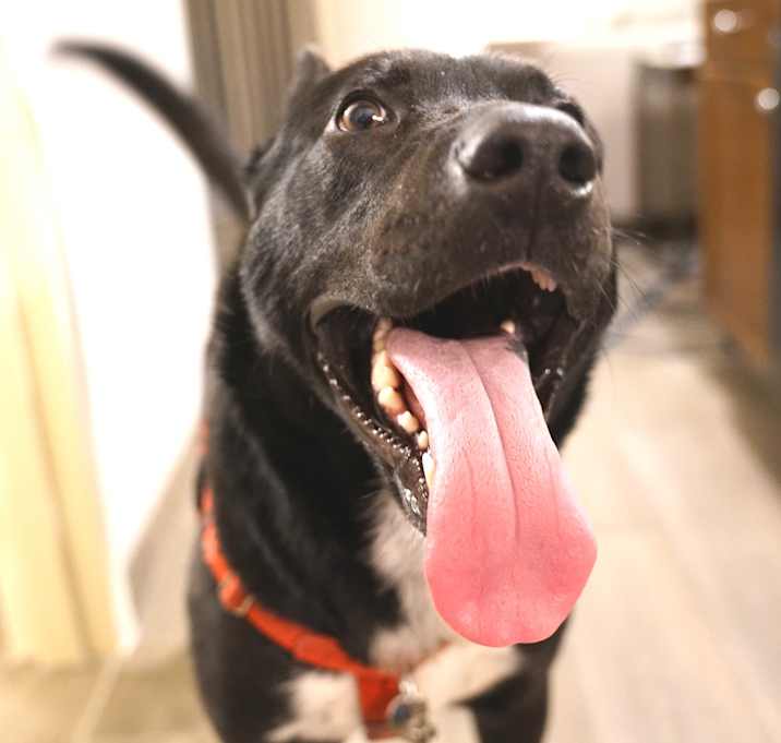 Photo of Morris–Big Ol' Boy!