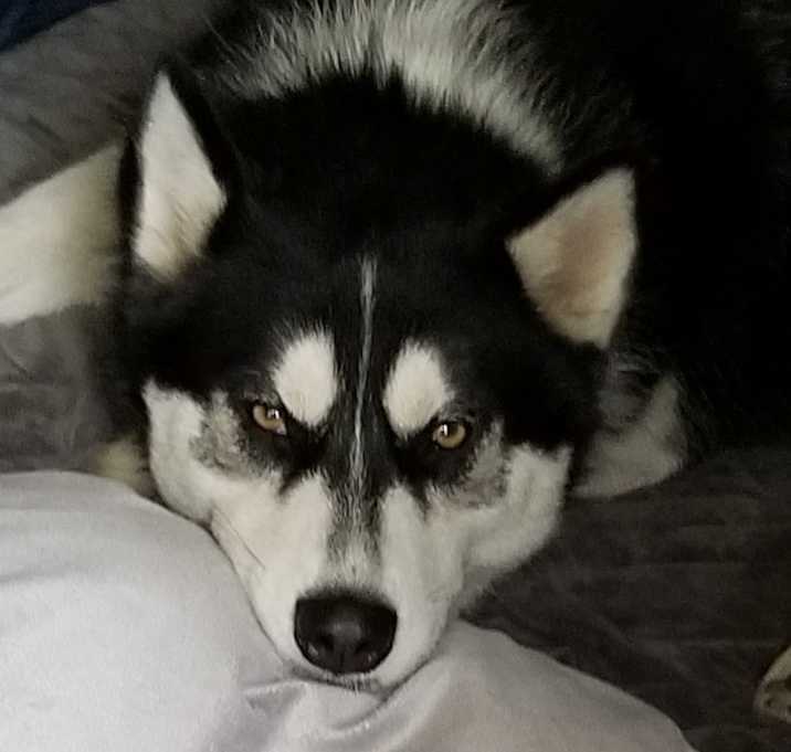 Photo of Zaya—Gorgeous Husky/Malamute!