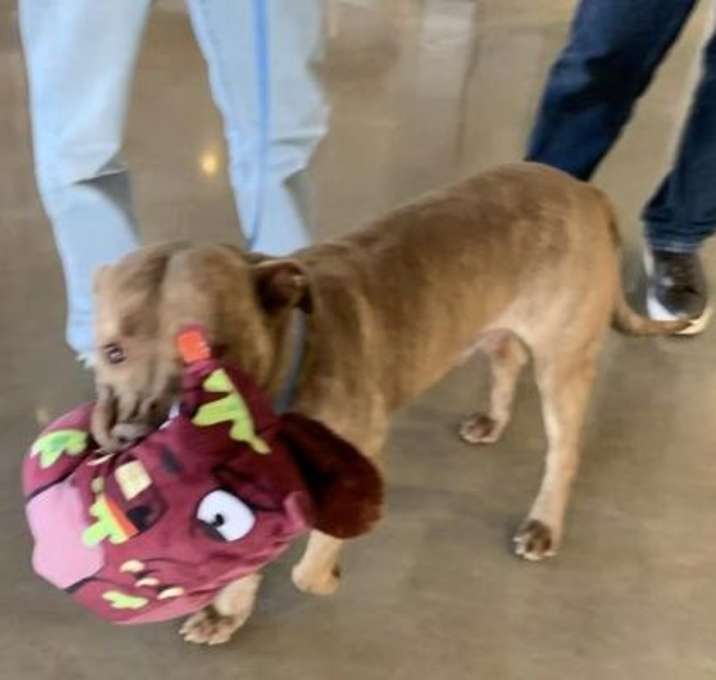 Photo of Yeti ZZ Top 42315