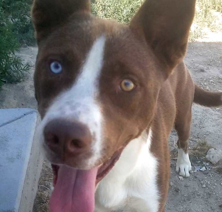 Photo of Sparky–The Prince of Play!