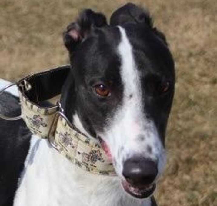 Photo of PJ No Peace (Princess)