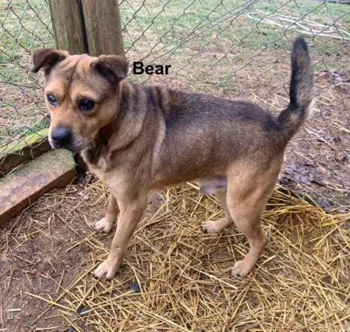 Photo of Bear