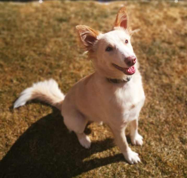 Photo of Henwen-Indian Pariah Dog