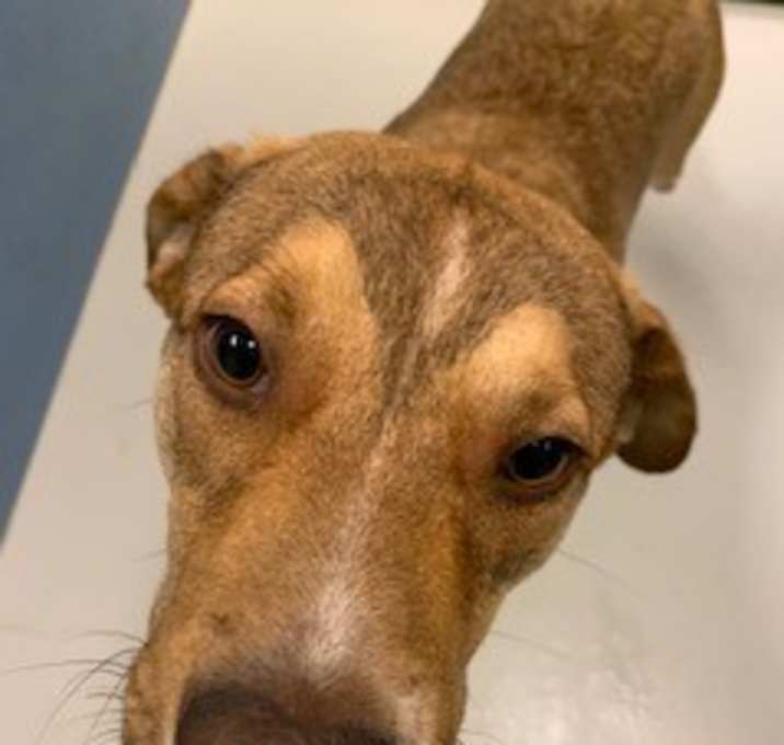 Photo of Jack Bean Stock 42140