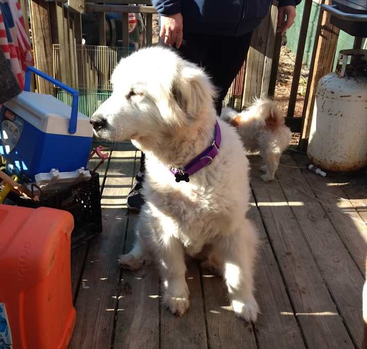 Photo of Amie (Amalie) - in Eastern NY