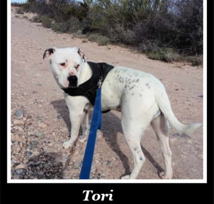 Photo of Tori