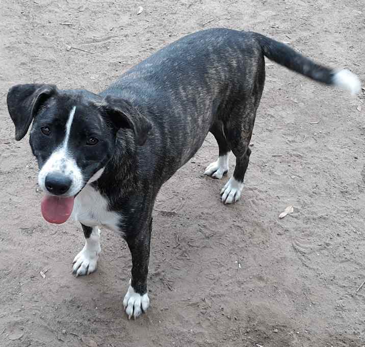 Photo of Mona Lisa in TEXAS