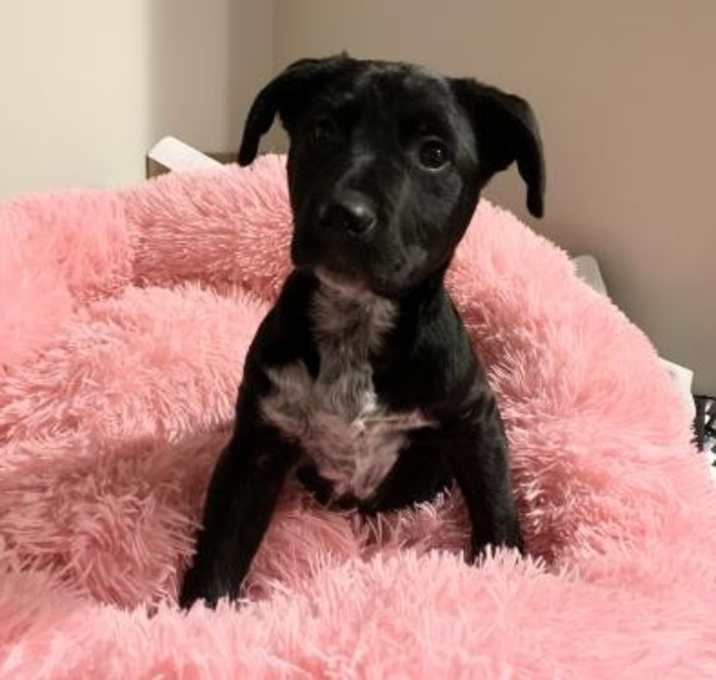 Photo of Itty (adoption pending)