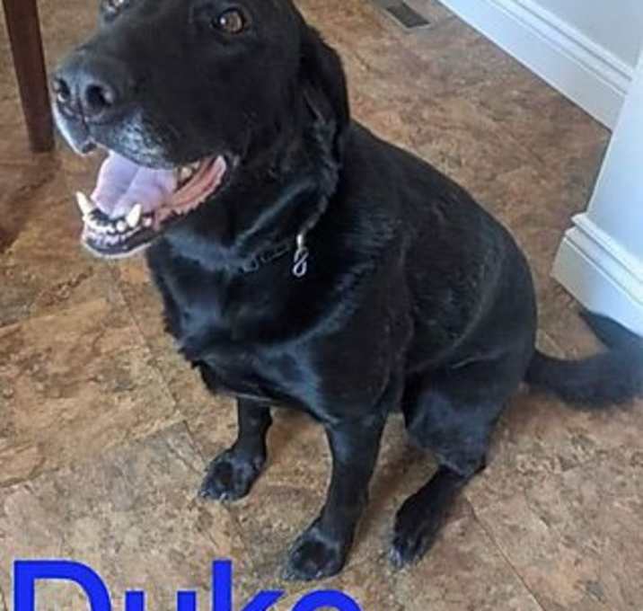 Photo of Duke