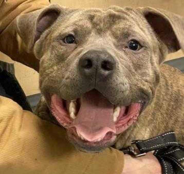 Photo of Prince - March Deb's Dog of the Month