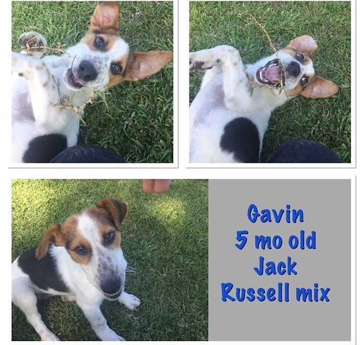 Photo of Gavin (was Puppy)