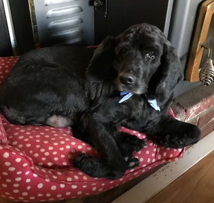 Photo of Valentino-ADOPTED!