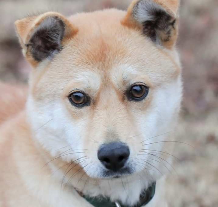 Photo of MANGO (S.Korea)