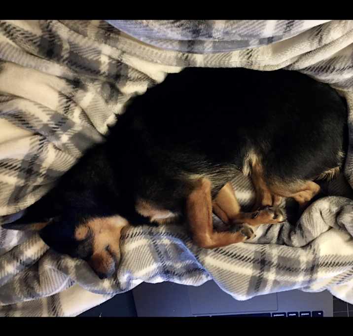 Photo of Turner–Adoption Pending