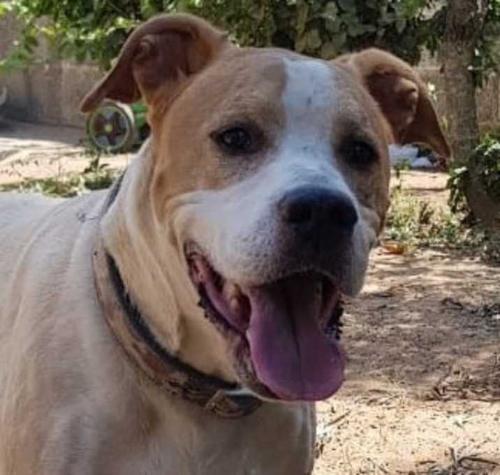 Photo of LUCA - Courtesy Post (India)