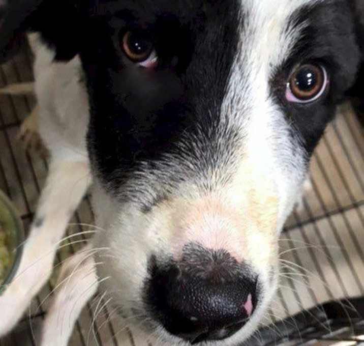 Photo of ATOM ANT (special needs)