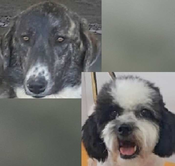 Photo of RAISIN - *Bonded pair with BRAN