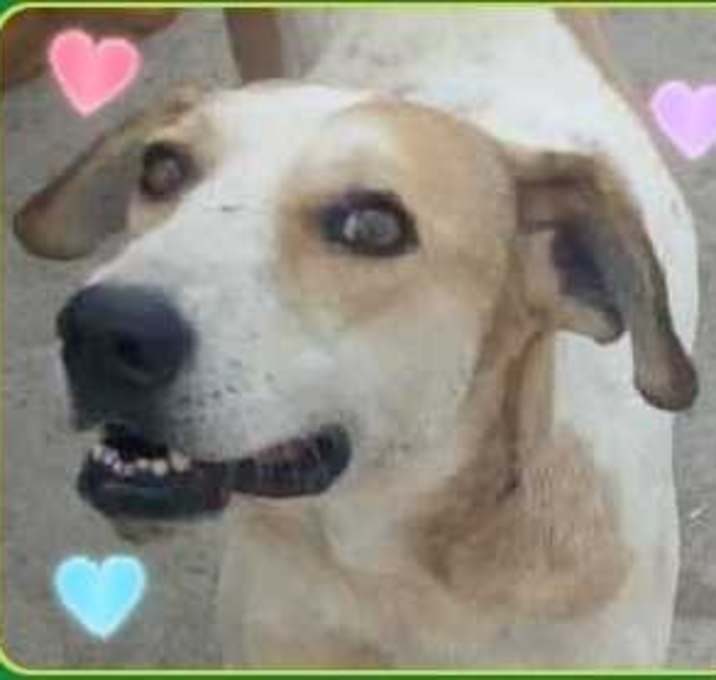 Photo of CHICKPEA - tripaw