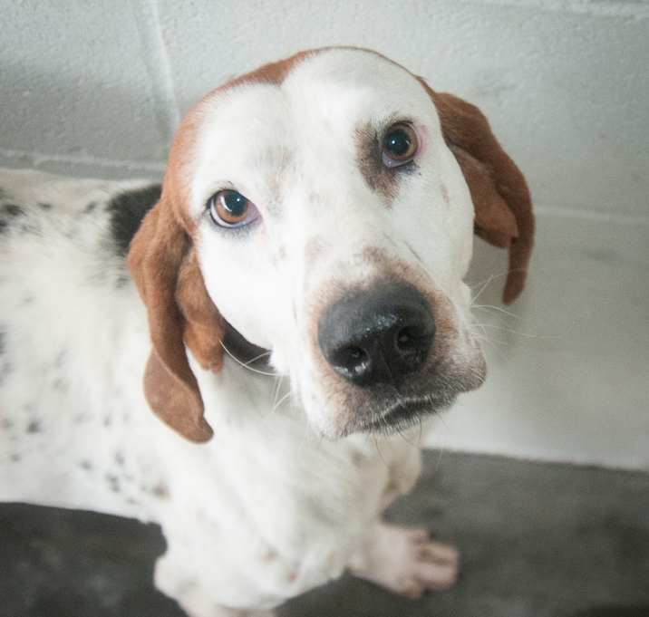 Photo of Poindexter "Dex"