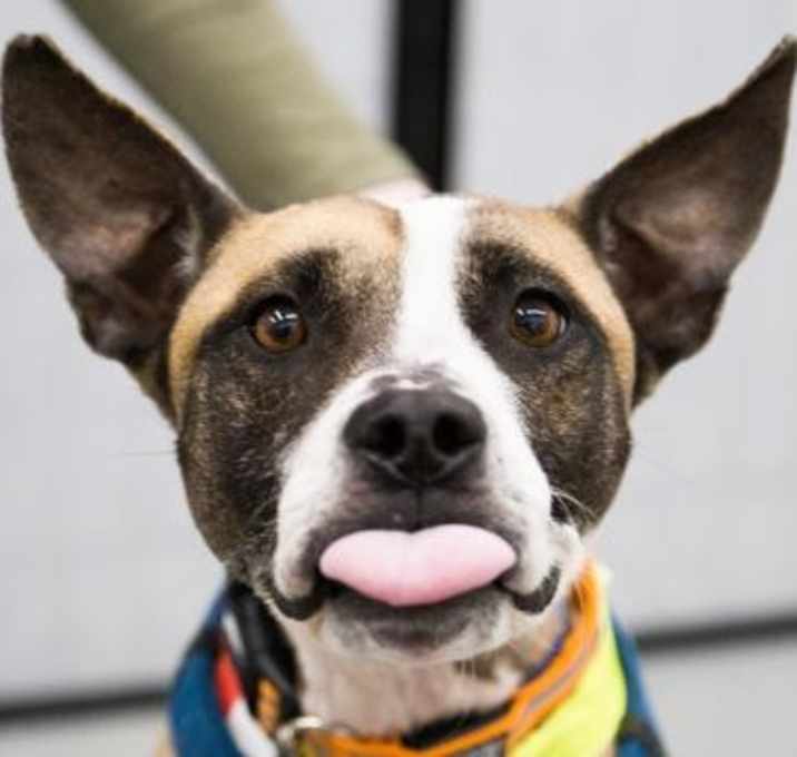 Photo of Connally *Foster or Adopter Needed*