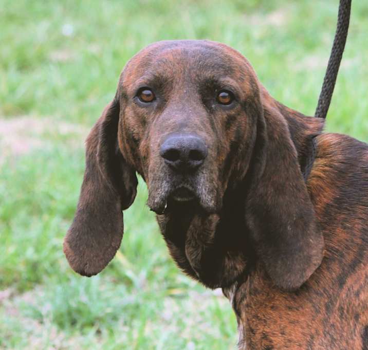 Photo of Hound