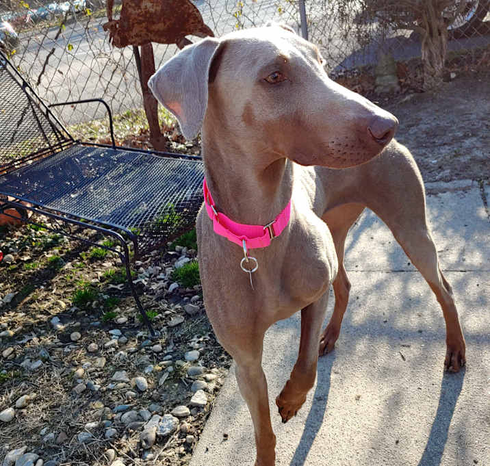 Photo of Teresa—adopted!