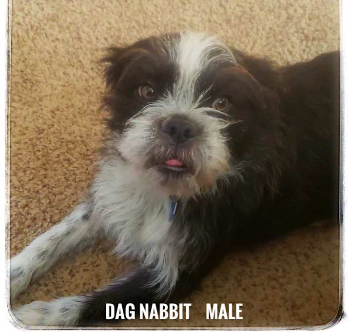 Photo of Dag Nabbit