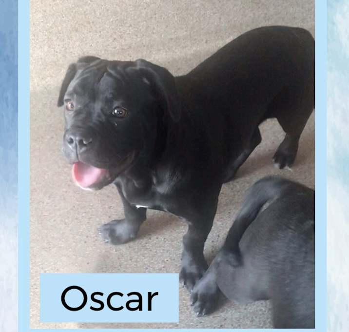Photo of Oscar