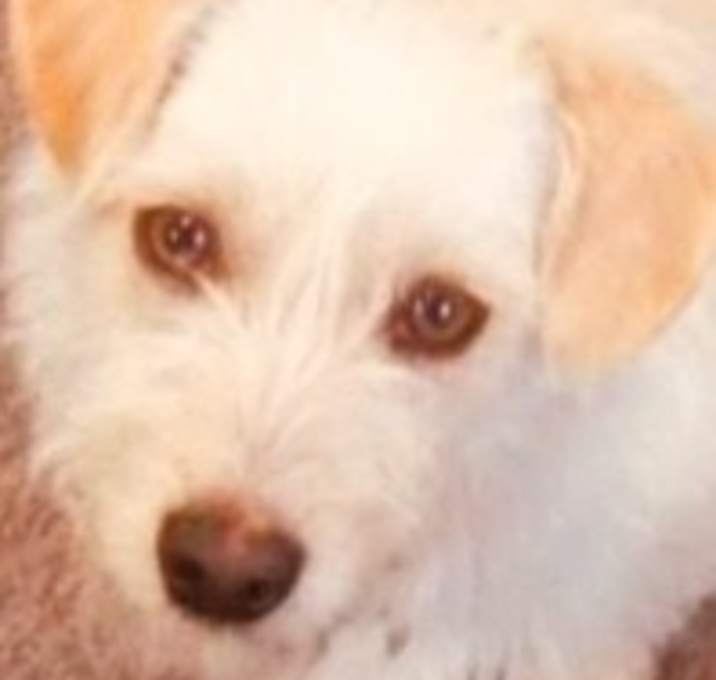 Photo of Tanner ADOPTION PENDING