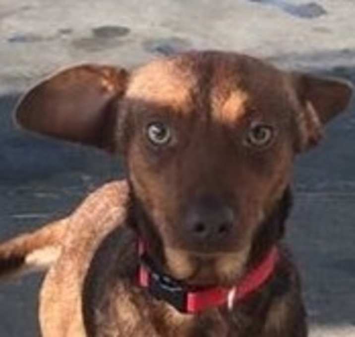 Photo of Shane (Adoption Pending)