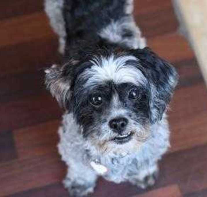 Photo of Homer (currently in foster)