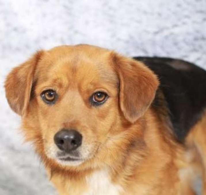 Photo of Wesley- No Longer Accepting Applicaitons