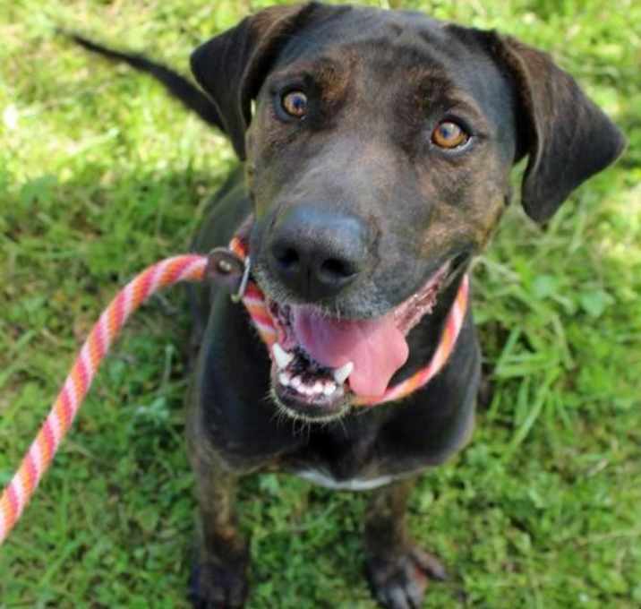 Photo of Lisa - Foster or Adopter Needed!