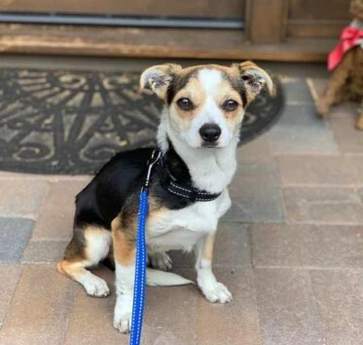 Photo of Brady-ADOPTION PENDING