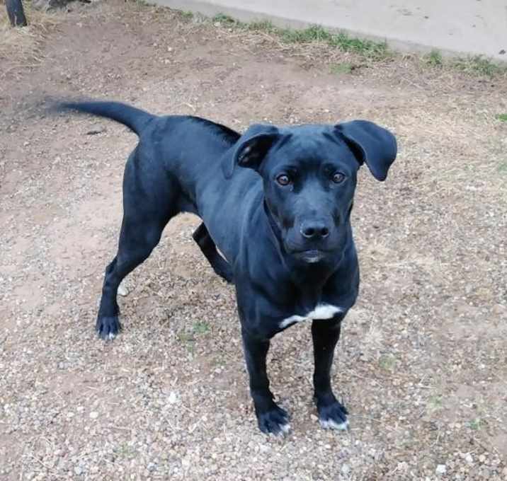 Photo of Zuri (aka Lucy)