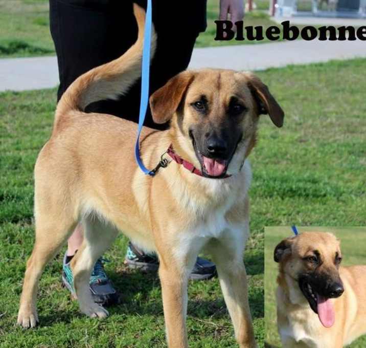 Photo of Bluebonnet
