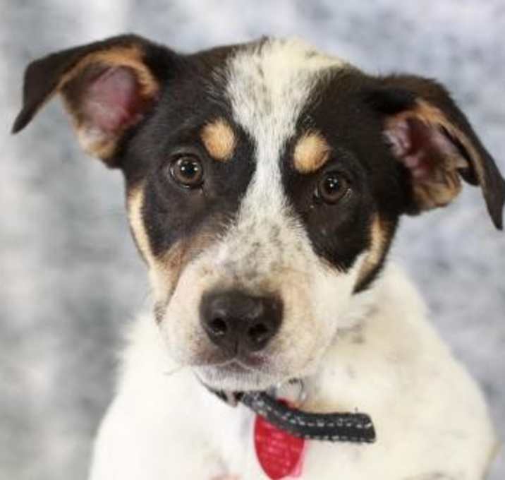 Photo of Masai- No Longer Accepting Applications