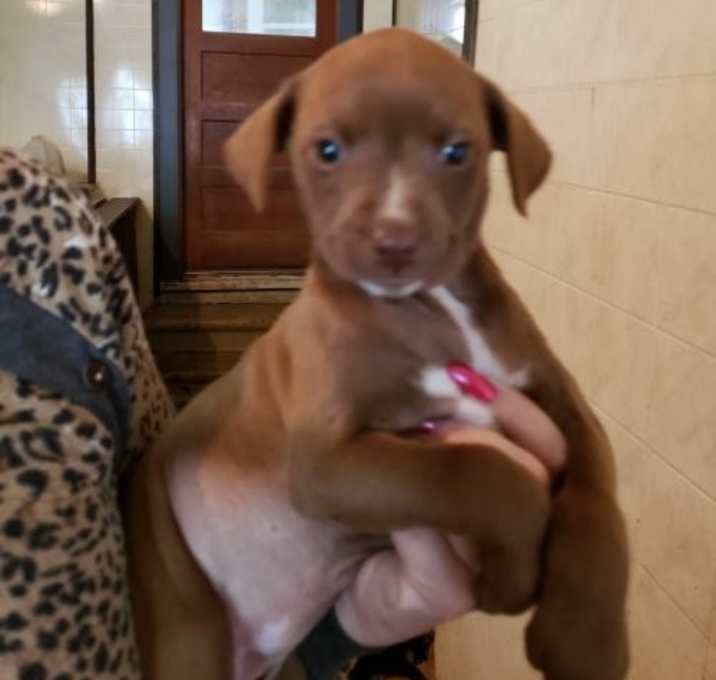 Photo of Pearl - Adoption Pending!