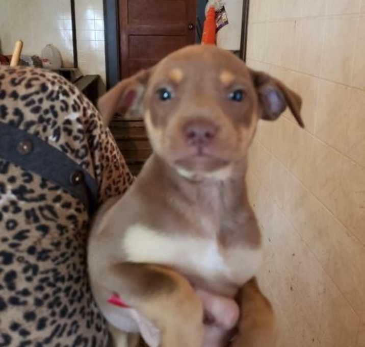 Photo of Opal -Adoption Pending!