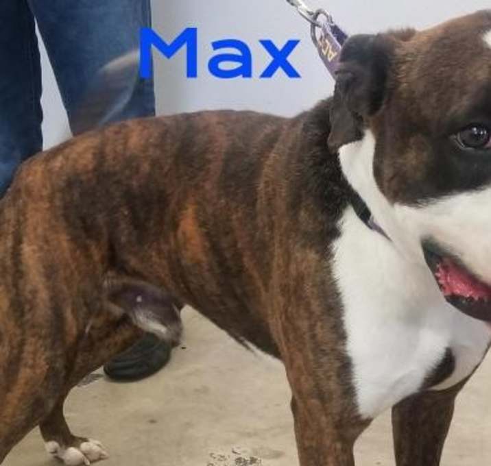 Photo of Max