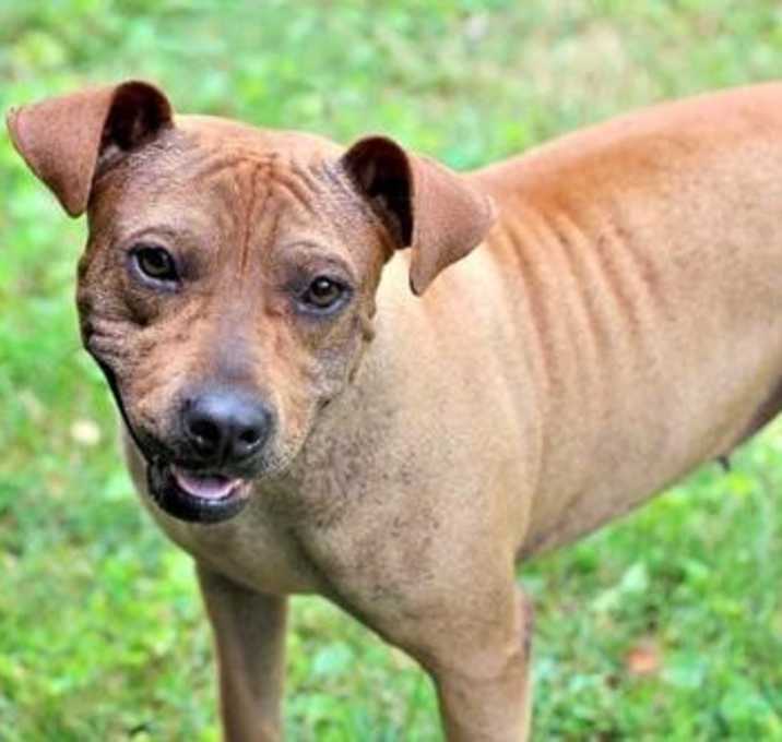 Photo of TARA - THERAPY DOG