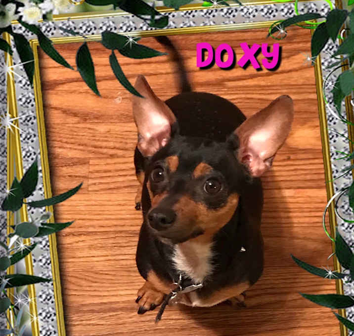 Photo of Doxi