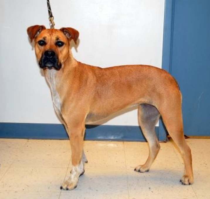 Photo of DOG IN DANGER Giselle #7016