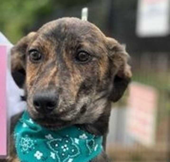 Photo of Ravish-No Longer Accepting Applications