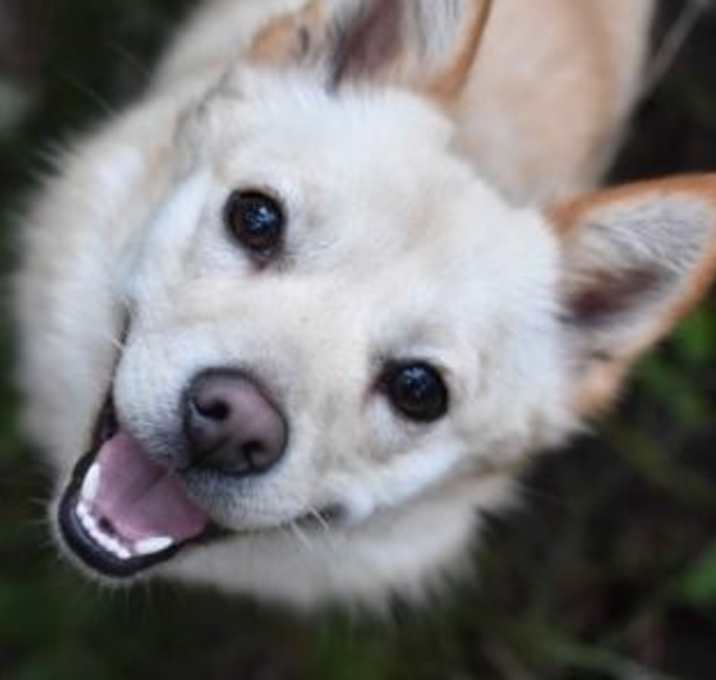 Photo of Sasha - adopted!