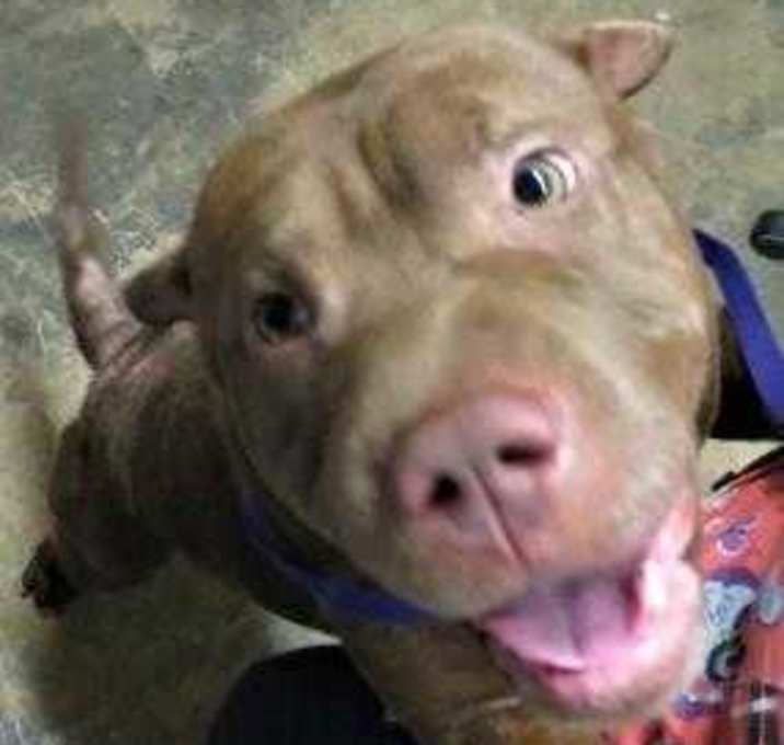 Photo of Hannah (Honey Bear) (Cocoa Center)