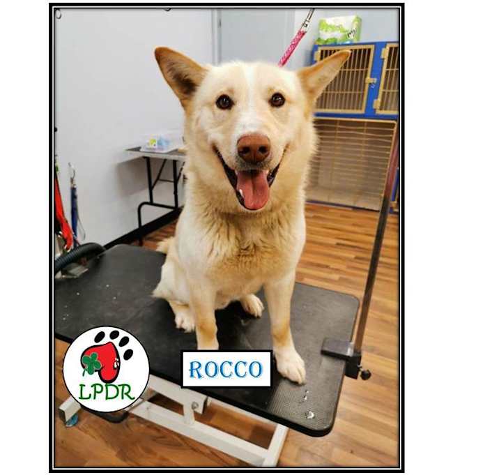 Photo of Rocco