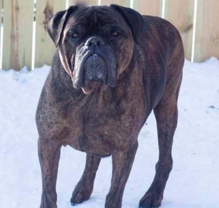 Photo of Mojo--In Foster (Fully Sponsored)